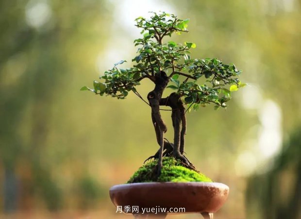 ***全花木盆景分類，輕松掌握各種花木適合如何造型(圖4)