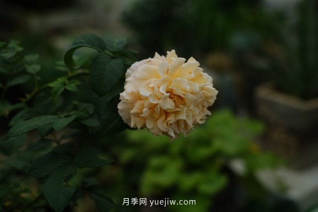推薦17個(gè)中國(guó)古老月季品種，比肩歐月好看的國(guó)月(圖9)