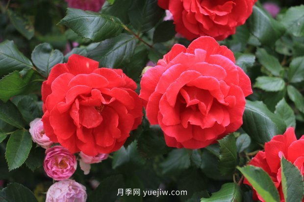 推薦17個(gè)中國(guó)古老月季品種，比肩歐月好看的國(guó)月(圖12)