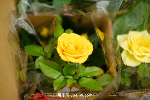 推薦10個花期***長的月季品種，留住月季的時間(圖9)