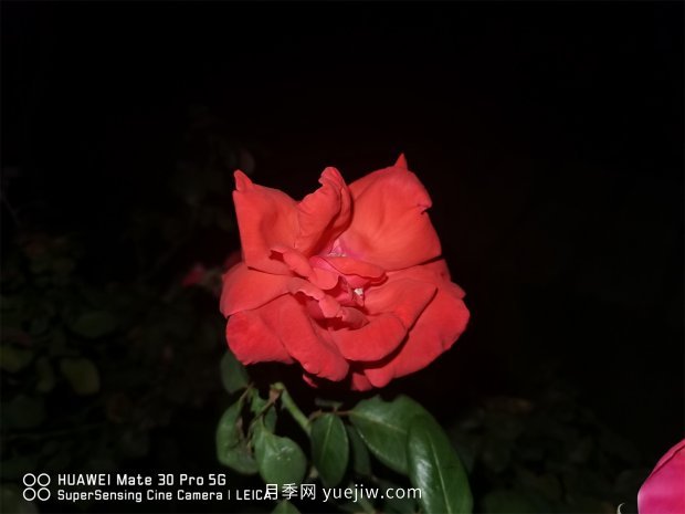 推薦10個花期***長的月季品種，留住月季的時間(圖4)