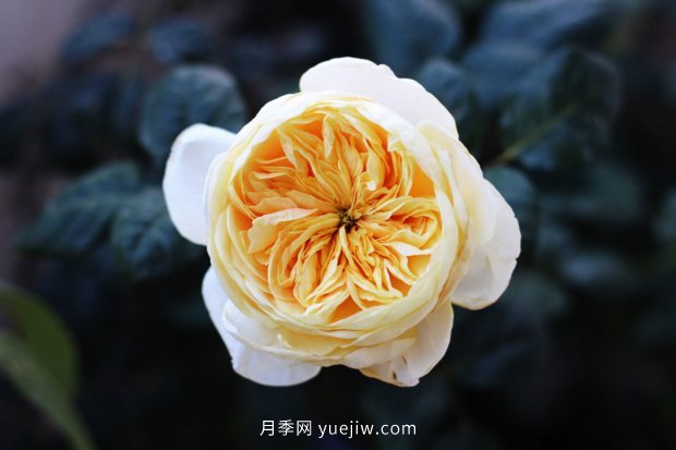 推薦10個花期***長的月季品種，留住月季的時間(圖3)