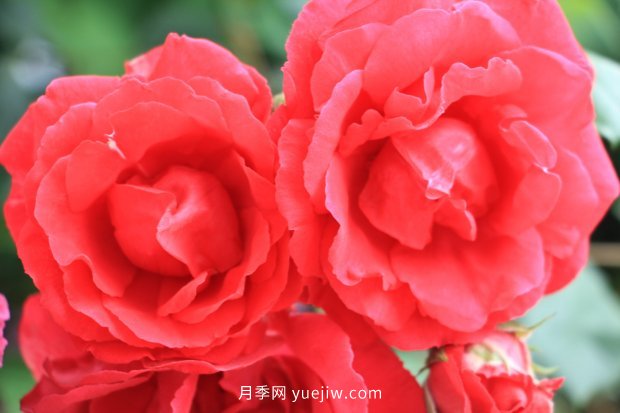 推薦10個花期***長的月季品種，留住月季的時間(圖5)