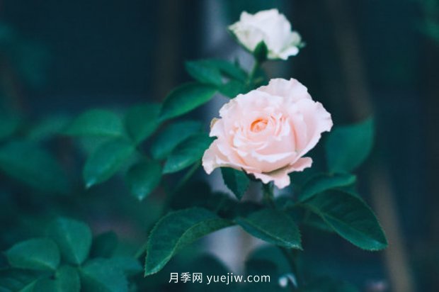 推薦10個花期***長的月季品種，留住月季的時間(圖7)