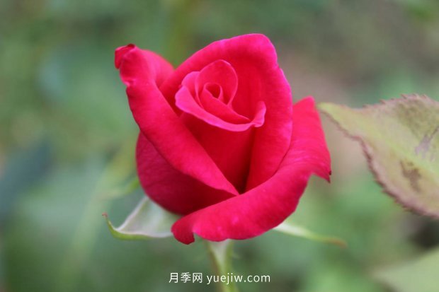 推薦10個花期***長的月季品種，留住月季的時間(圖6)