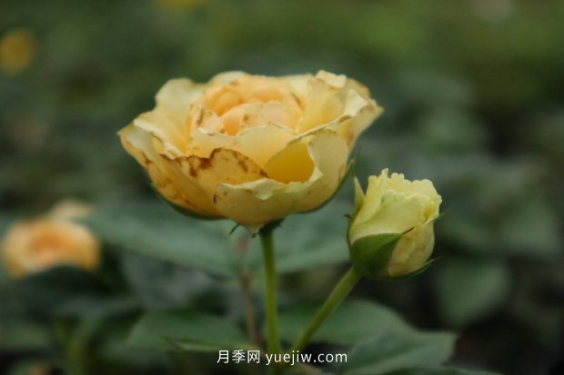 推薦10個花期***長的月季品種，留住月季的時間(圖1)