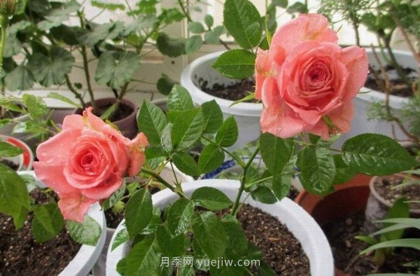 十款花期***長的微型月季品種，適合陽臺種植(圖9)