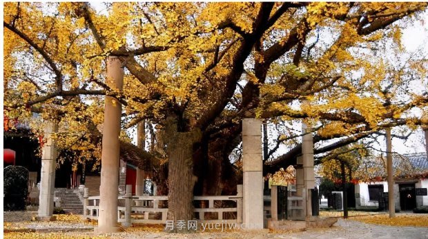 哪些珍貴的樹(shù)種沒(méi)有被園林行業(yè)注意到？(圖2)