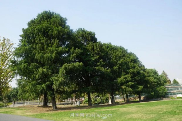 哪些珍貴的樹(shù)種沒(méi)有被園林行業(yè)注意到？(圖4)