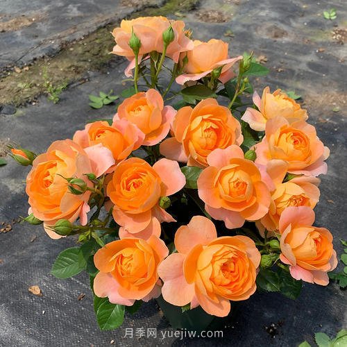 推薦5個(gè)微型月季品種，株型小開(kāi)花多是陽(yáng)臺(tái)盆栽佳品(圖1)
