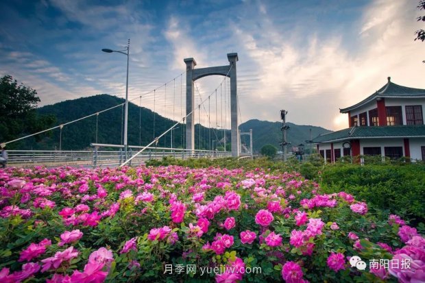 第十二屆南陽(yáng)月季花會(huì)4月29日開幕，花事活動(dòng)提前報(bào)(圖3)