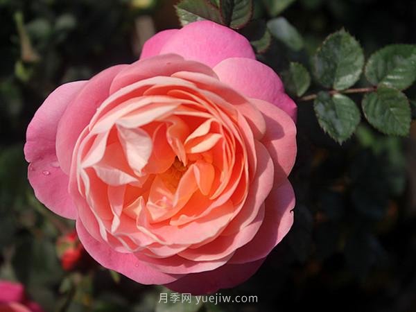 月季花敗謝的比較快，是什么原因？(圖1)