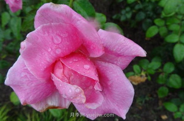 南陽月季花，長得好看，想養(yǎng)好要學(xué)會的小技巧(圖1)