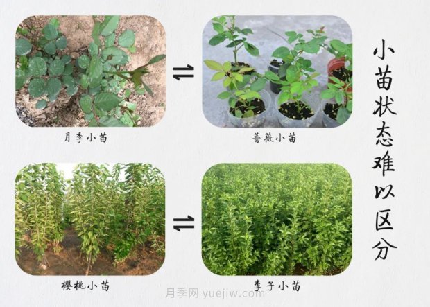 重拳出擊！江蘇沭陽“打假”扣押苗木10萬余株(圖6)