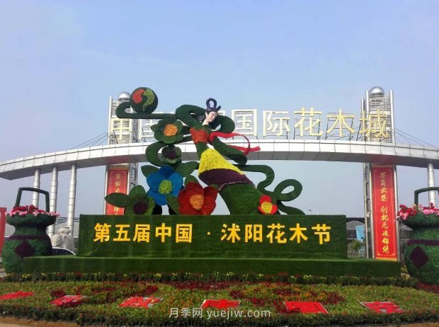 重拳出擊！江蘇沭陽“打假”扣押苗木10萬余株(圖4)
