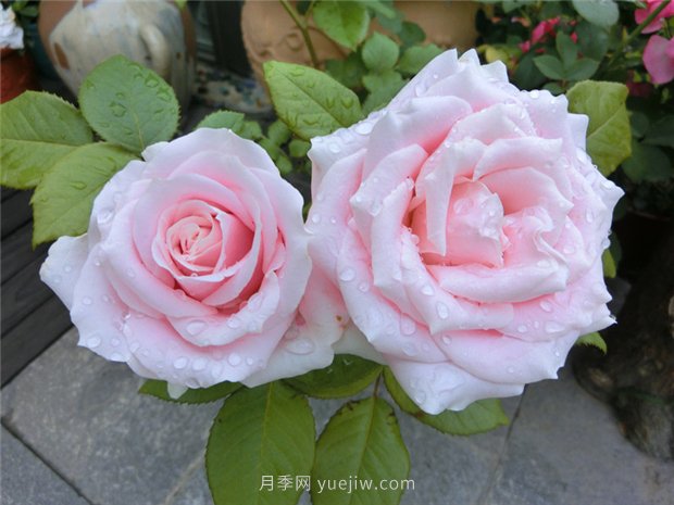 五月份園林養(yǎng)護注意這幾點，讓月季苗木安全度夏(圖1)