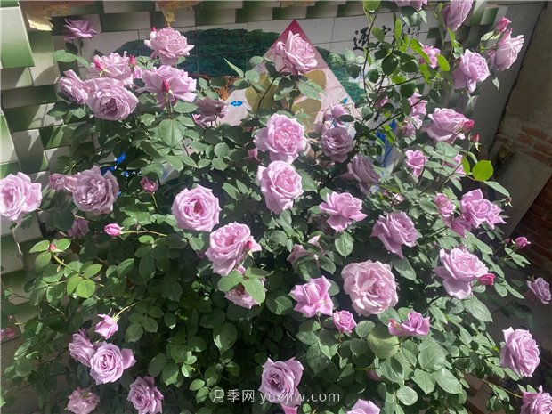 30多歲的藍(lán)色尼羅河月季長(zhǎng)什么樣？見(jiàn)識(shí)下(圖2)