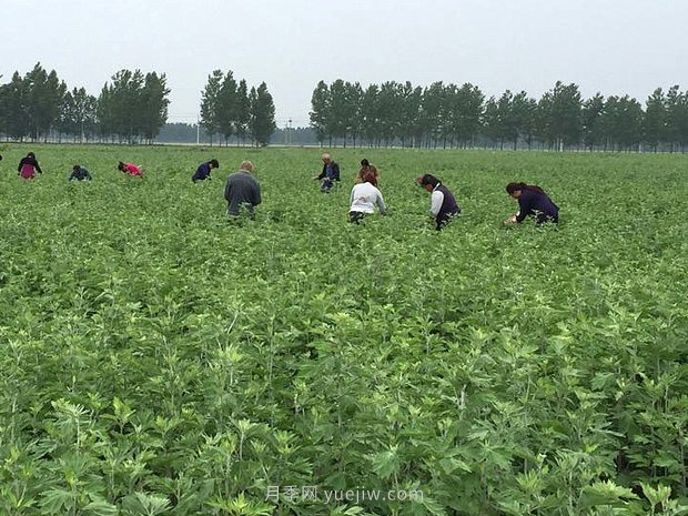 艾草產(chǎn)業(yè)為什么能在南陽市不斷發(fā)展升級(jí)？(圖1)