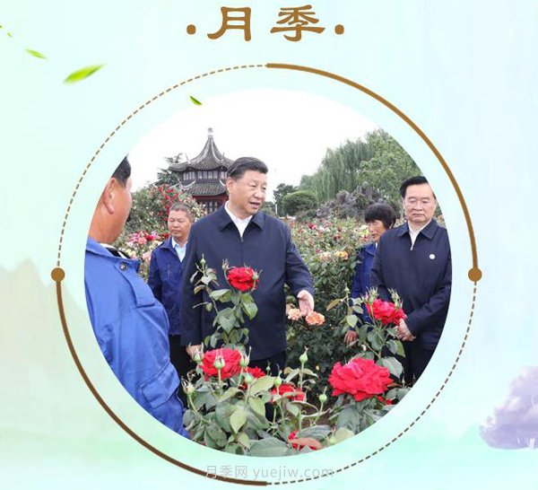 “小康菜譜”上新了！“***強(qiáng)帶貨員”這次cue到南陽(yáng)月季(圖1)
