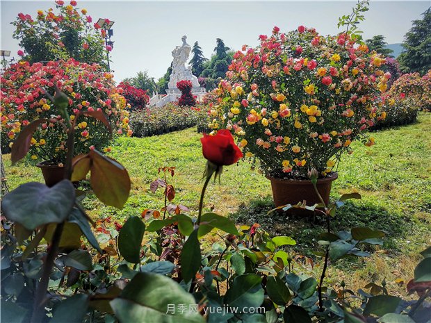 5月賞月季花，不可錯(cuò)過南陽月季博覽園的美景(圖2)