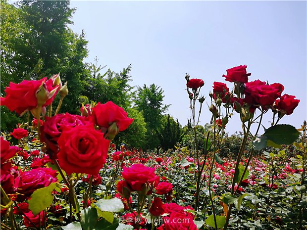 5月賞月季花，不可錯(cuò)過南陽月季博覽園的美景(圖4)