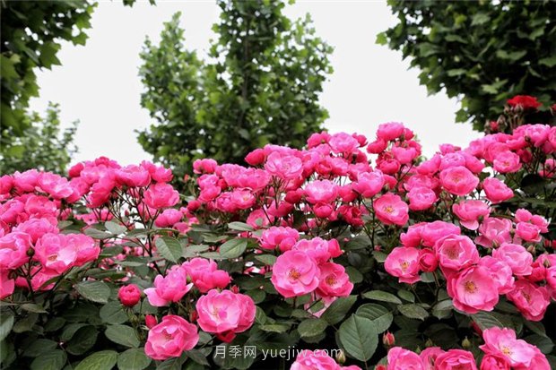 3年沖刺100億年產(chǎn)值，南陽月季畫好發(fā)展路線圖(圖1)