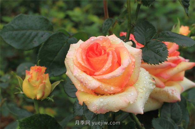 月季花開盡芬芳，大美南陽顯輝煌(圖1)