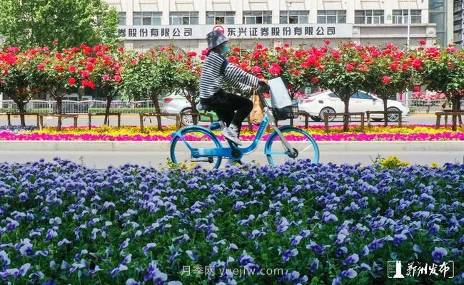 月季花開滿城，***美鄭州五月天（圖冊）(圖3)