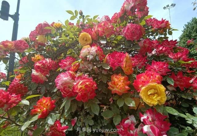 鞏義15.5萬株月季全城盛放，這些路太美了...(圖1)