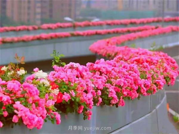 杭州有全國***美花路，大道兩旁開滿月季花，堵車都是享受(圖1)