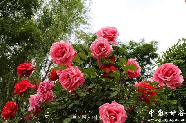 中國月季城市：甘肅甘谷 月季花開(圖4)