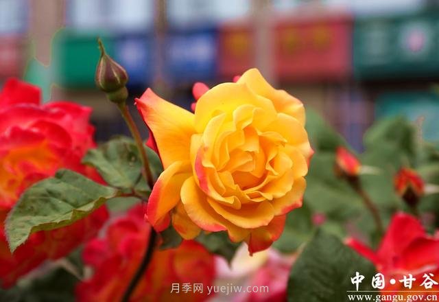 中國月季城市：甘肅甘谷 月季花開(圖1)