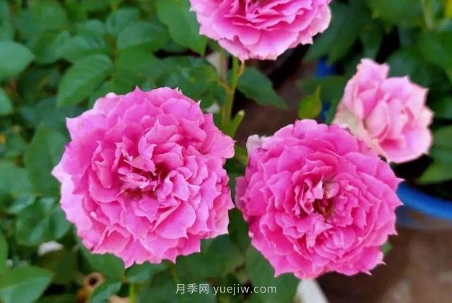 推薦6個(gè)濃香月季品種，抗病好養(yǎng)，香水月季就選她(圖3)