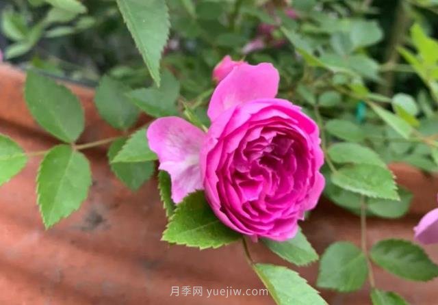 推薦6個(gè)濃香月季品種，抗病好養(yǎng)，香水月季就選她(圖5)