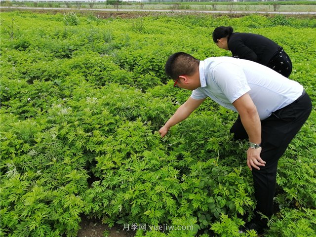 社旗艾草產(chǎn)業(yè)，艾成熟香滿田(圖1)
