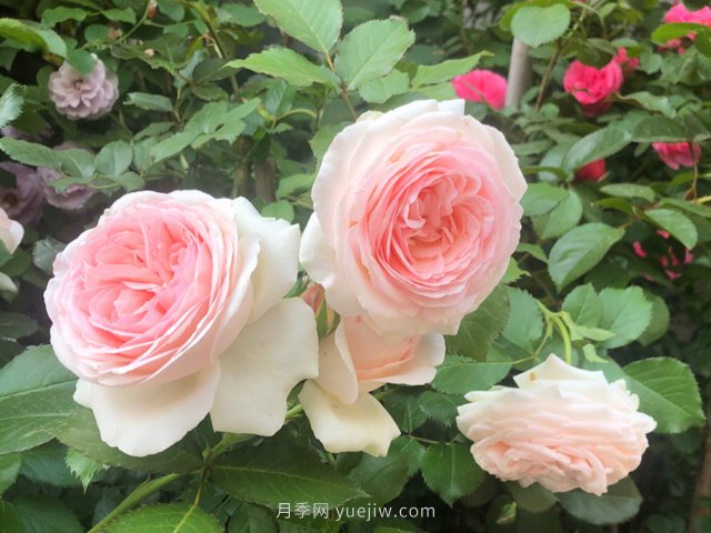 推薦10款朋友圈超火的月季花，每一款都太美了花友必買(圖2)