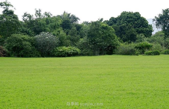 如何進行草坪滾壓？有什么方法？(圖1)