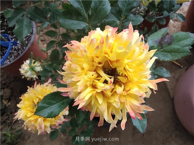 月季爛根怎么辦？補(bǔ)救方法有哪些？(圖1)