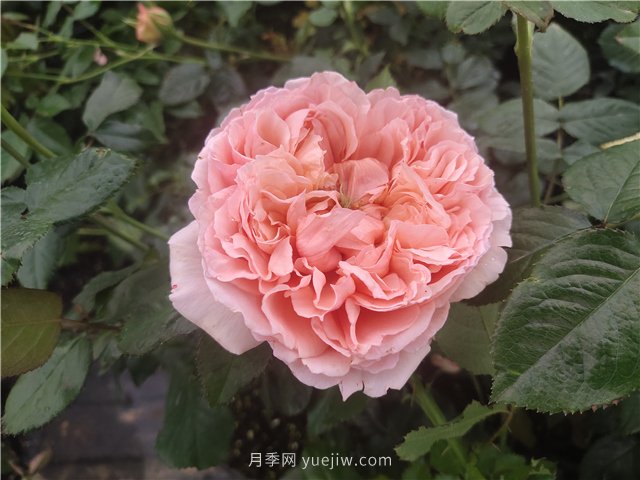 夏天如何養(yǎng)月季？月季可以活多少年？(圖1)