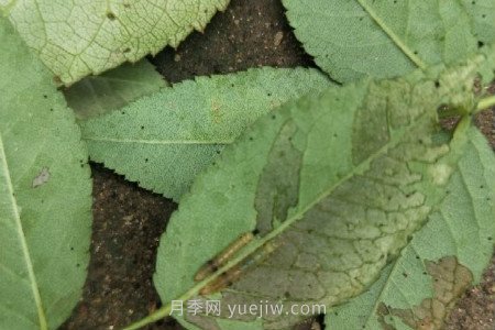 月季紅蜘蛛用什么藥***有效，怎么防治(圖3)
