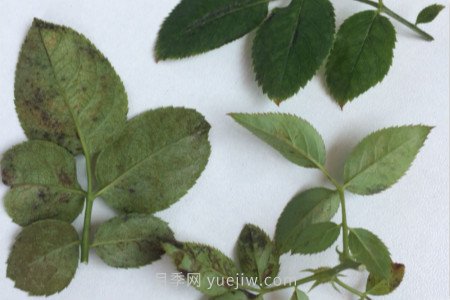 月季紅蜘蛛用什么藥***有效，怎么防治(圖2)