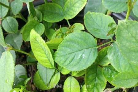 月季薊馬是什么，對人體有害嗎(圖2)