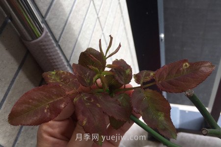 月季薊馬是什么，對人體有害嗎(圖1)