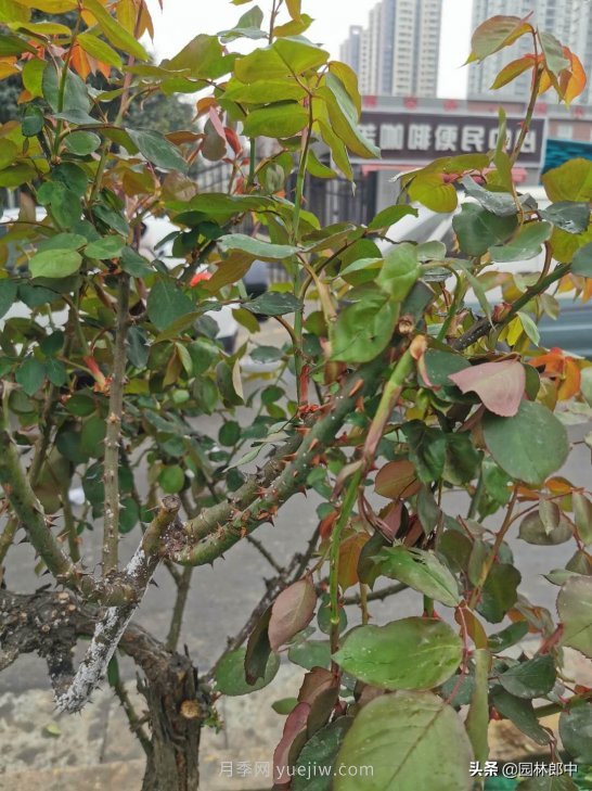 樹(shù)狀月季枝干上有許多小白點(diǎn)，可能是桑盾蚧在危害(圖3)