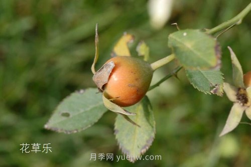 區(qū)分月季、玫瑰的七個(gè)技巧(圖11)