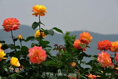 區(qū)分月季、玫瑰的七個(gè)技巧(圖9)