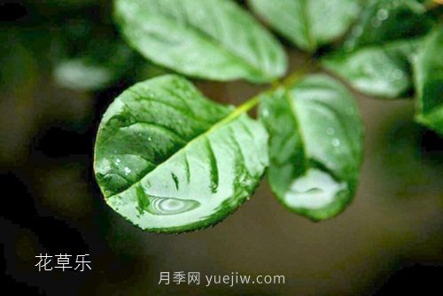 區(qū)分月季、玫瑰的七個(gè)技巧(圖5)