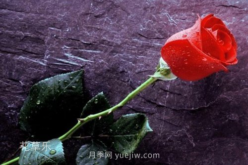 區(qū)分月季、玫瑰的七個(gè)技巧(圖8)
