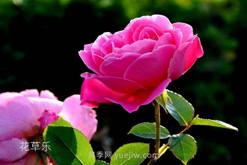 區(qū)分月季、玫瑰的七個(gè)技巧(圖3)