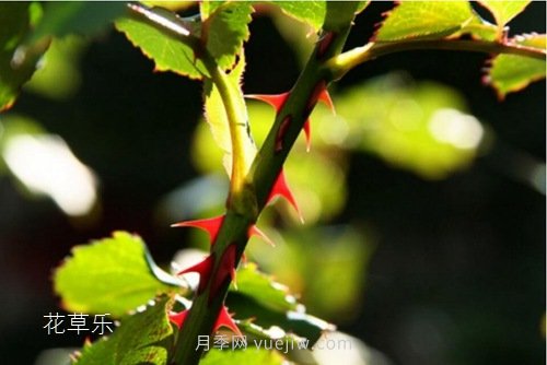 區(qū)分月季、玫瑰的七個(gè)技巧(圖2)